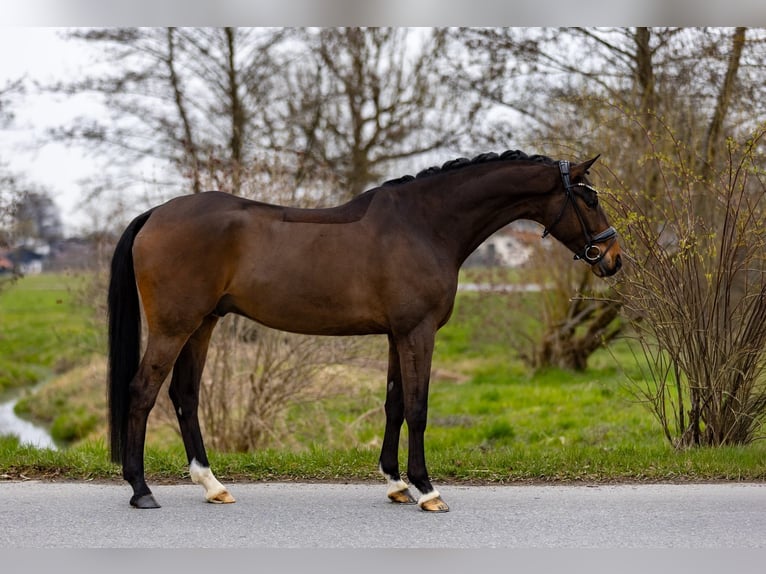 Hannover Castrone 6 Anni 174 cm Baio scuro in Rosenheim