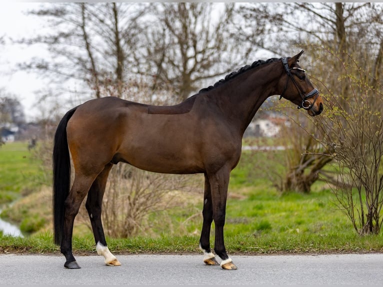 Hannover Castrone 6 Anni 174 cm Baio scuro in Rosenheim
