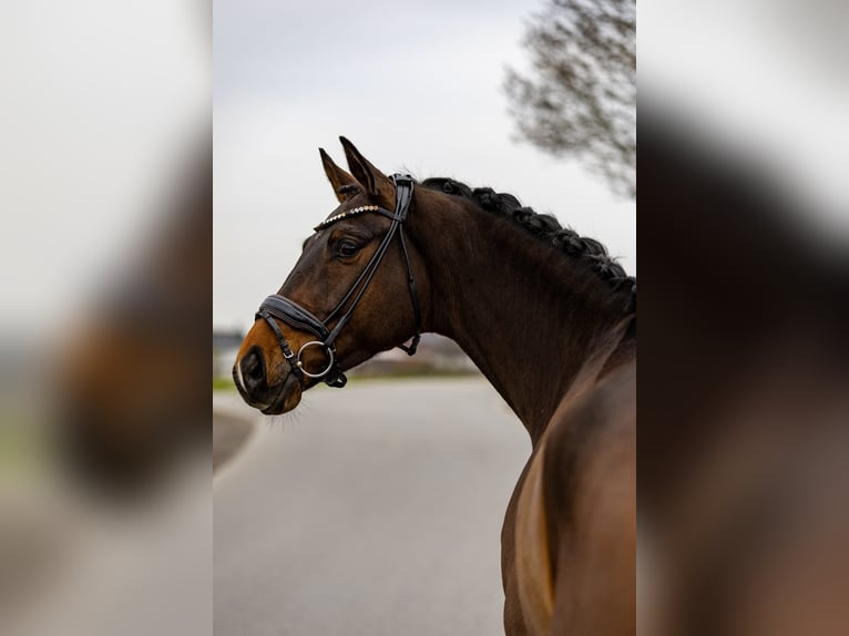 Hannover Castrone 6 Anni 174 cm Baio scuro in Rosenheim