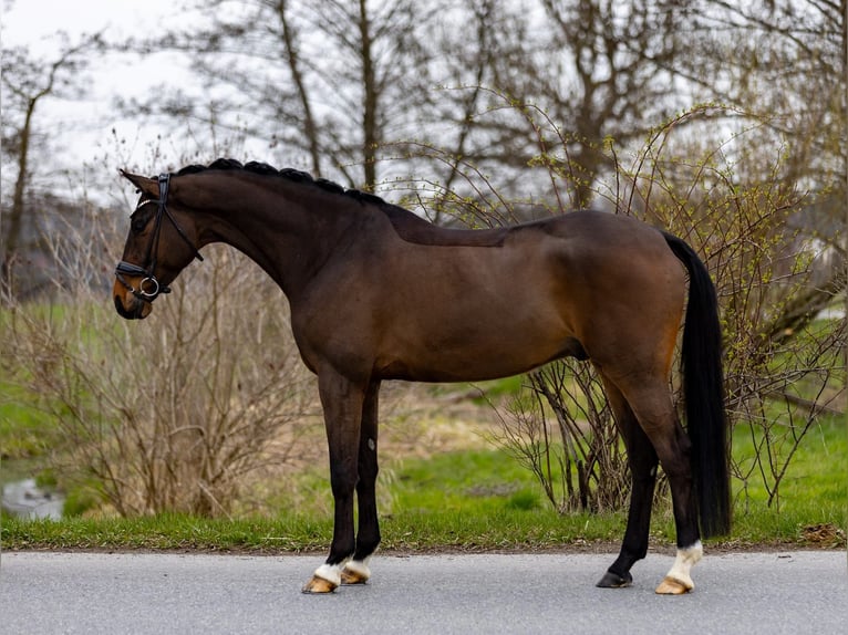 Hannover Castrone 6 Anni 174 cm Baio scuro in Rosenheim