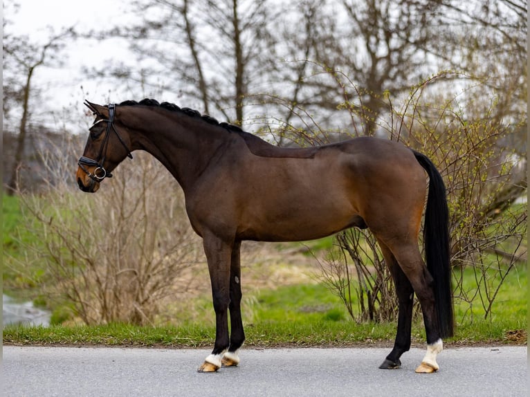 Hannover Castrone 6 Anni 174 cm Baio scuro in Rosenheim