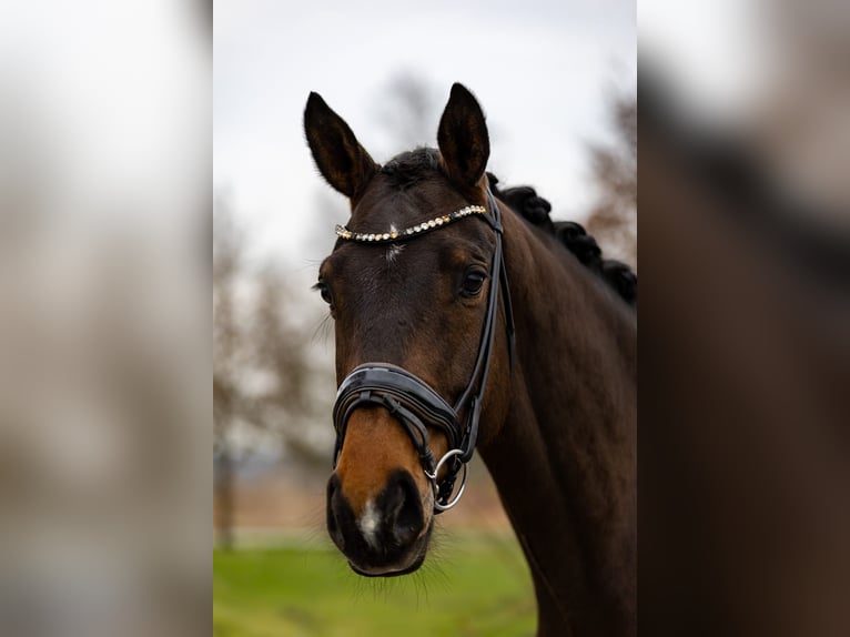 Hannover Castrone 6 Anni 174 cm Baio scuro in Rosenheim