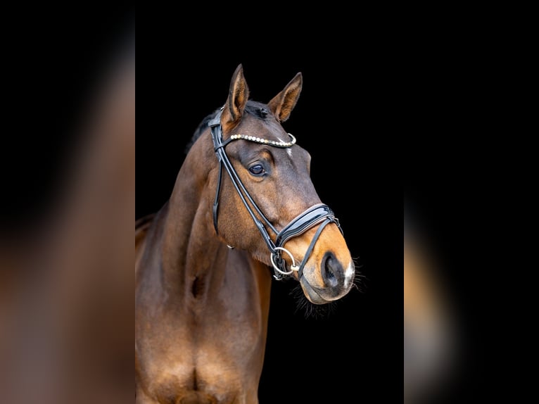 Hannover Castrone 6 Anni 174 cm Baio scuro in Rosenheim