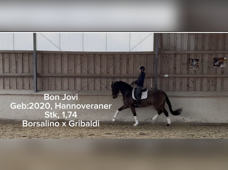 Hannover Castrone 6 Anni 174 cm Baio scuro in Rosenheim