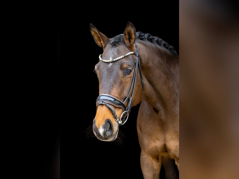 Hannover Castrone 6 Anni 174 cm Baio scuro in Rosenheim
