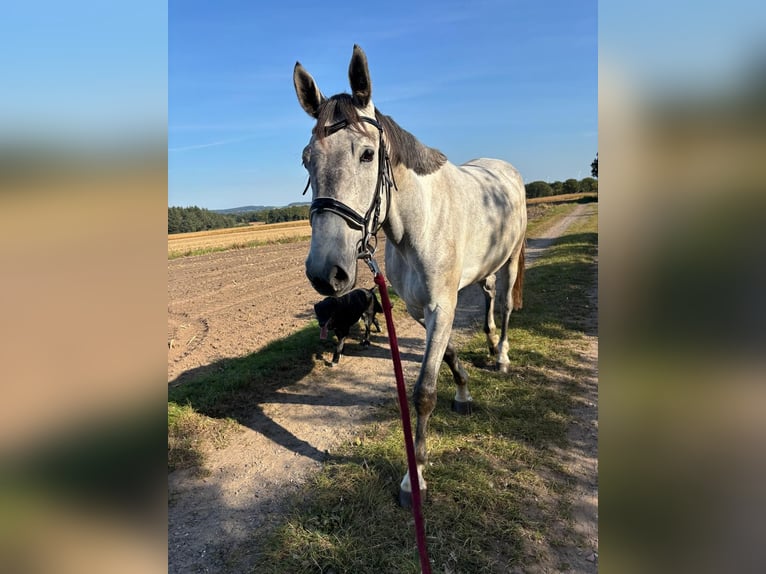 Hannover Castrone 6 Anni 174 cm Grigio in Lamstedt