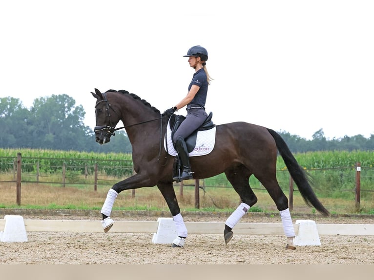 Hannover Castrone 6 Anni 174 cm Morello in Haaksbergen