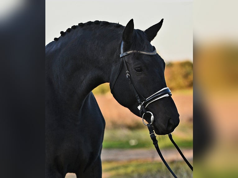 Hannover Castrone 6 Anni 174 cm Morello in Békésszentandrás