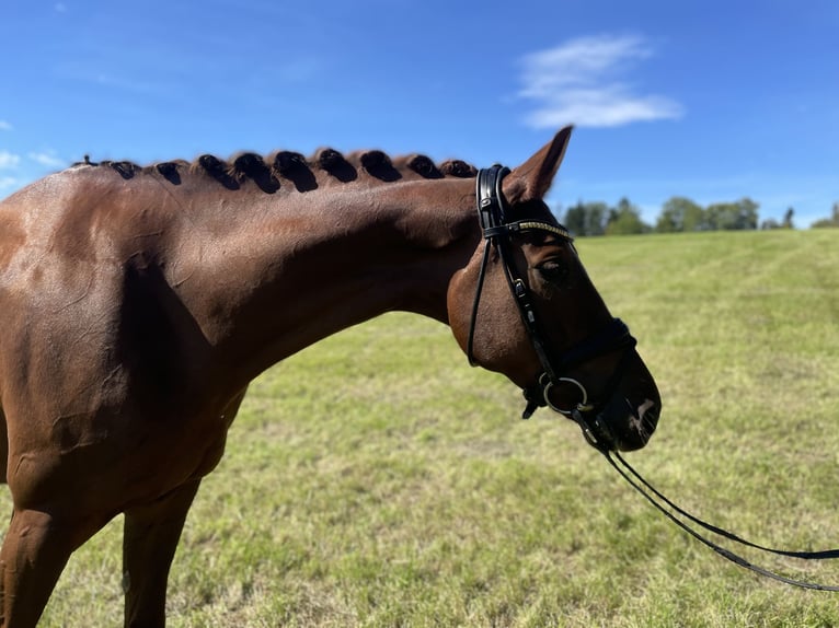 Hannover Castrone 6 Anni 174 cm Sauro in Epfendorf