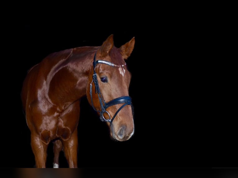 Hannover Castrone 6 Anni 174 cm Sauro scuro in Glandorf