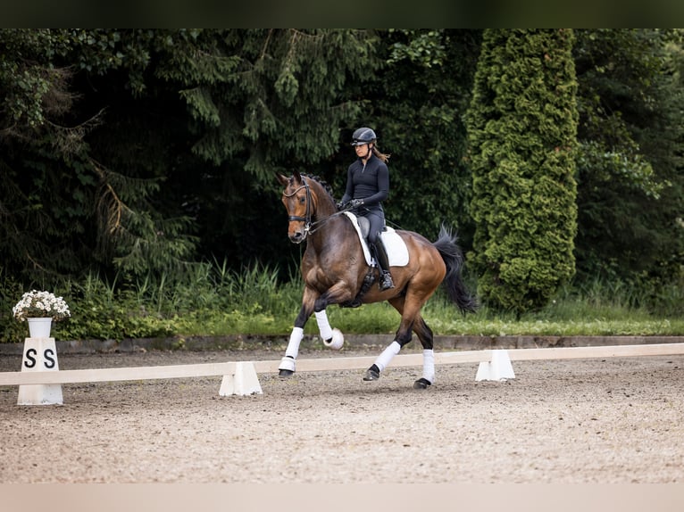 Hannover Castrone 6 Anni 175 cm Baio in Bad Zwischenahn