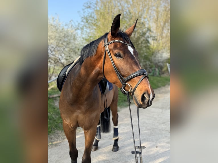 Hannover Castrone 6 Anni 175 cm Baio in Grevenbroich