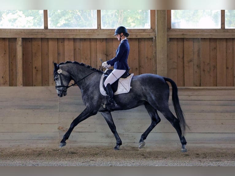 Hannover Castrone 6 Anni 175 cm Grigio pezzato in Bad Wörishofen