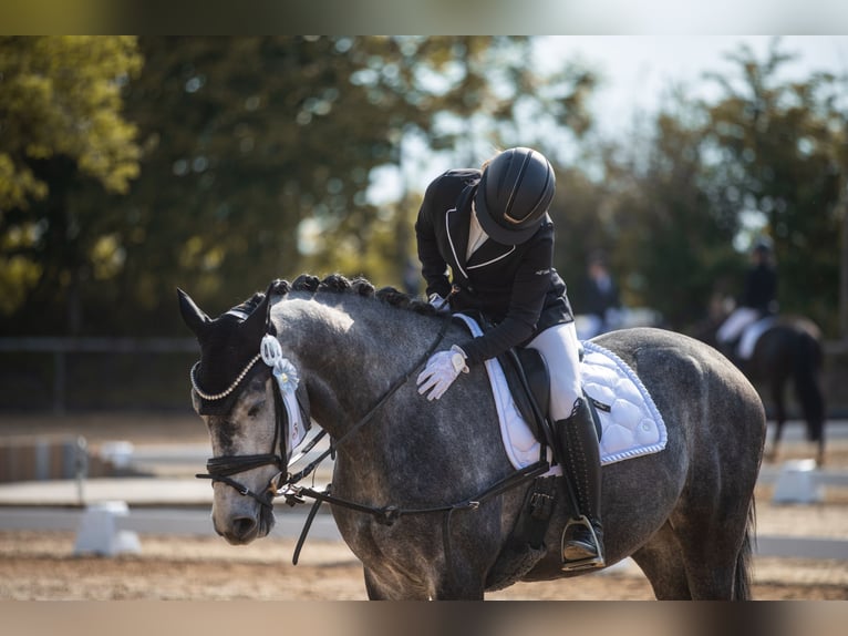 Hannover Castrone 6 Anni 175 cm Grigio pezzato in Bad Wörishofen