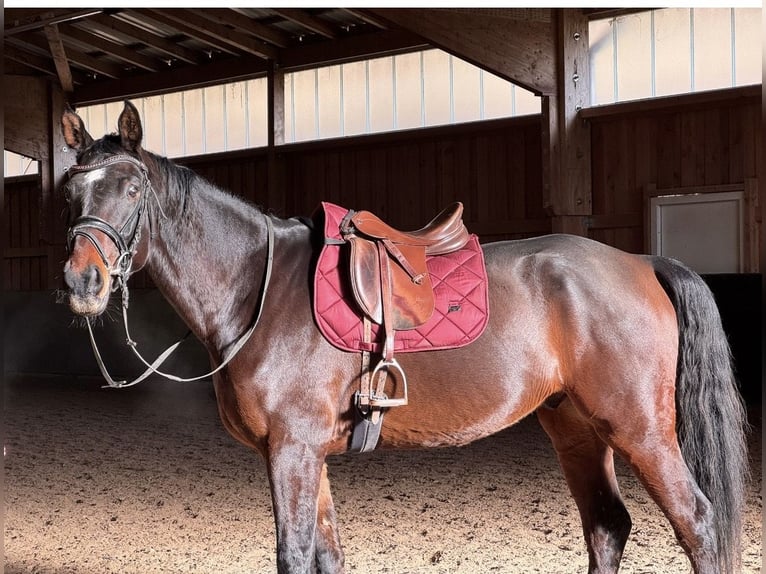 Hannover Castrone 6 Anni 175 cm Morello in Tholey