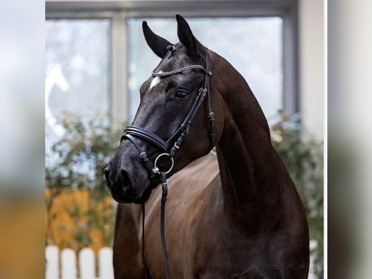 Hannover Castrone 6 Anni 175 cm Morello in Essen