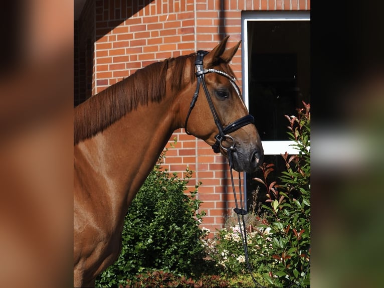Hannover Castrone 6 Anni 175 cm Sauro in Krummhörn Upleward