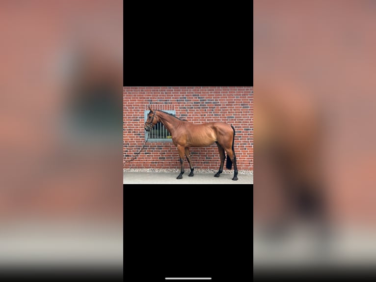 Hannover Castrone 6 Anni 176 cm Baio in Kirch Mummendorf