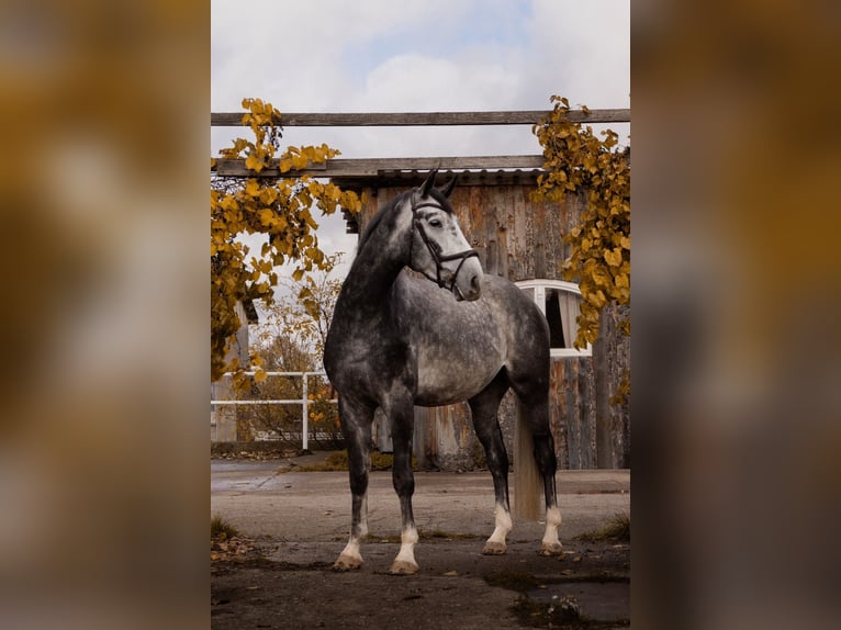 Hannover Castrone 6 Anni 176 cm Grigio ferro in Bösleben Wüllersleben