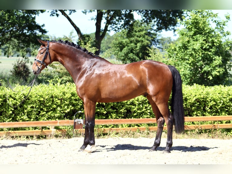 Hannover Castrone 6 Anni 177 cm Baio in Reeßum