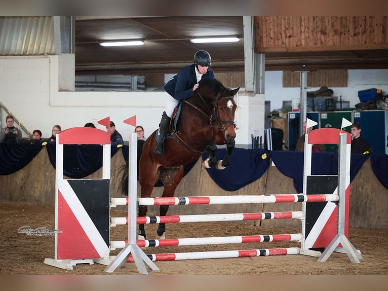 Hannover Castrone 6 Anni 177 cm Baio in Bischoffen
