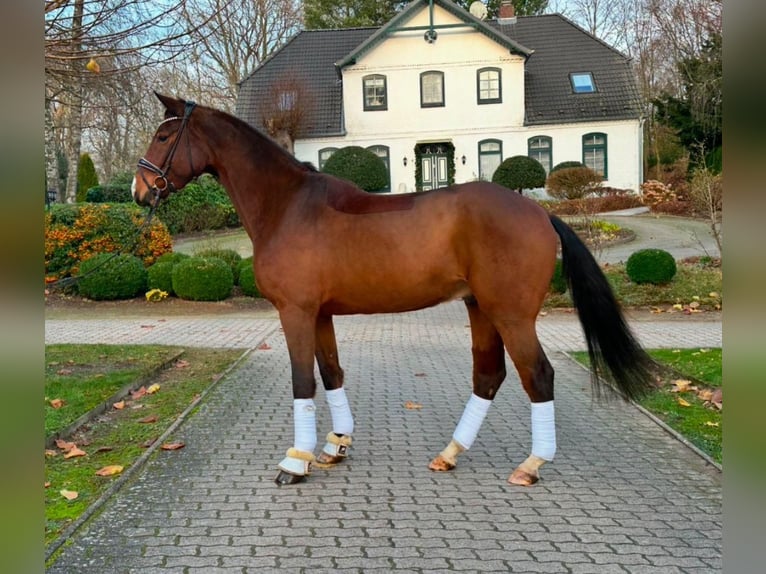 Hannover Castrone 6 Anni 177 cm in Timmendorfer Strand