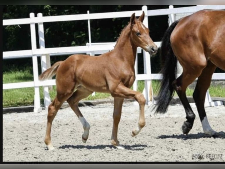 Hannover Castrone 6 Anni 177 cm Sauro in Hagen im Bremischen