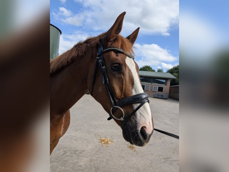Hannover Castrone 6 Anni 177 cm Sauro scuro in Hamburg Marmstorf