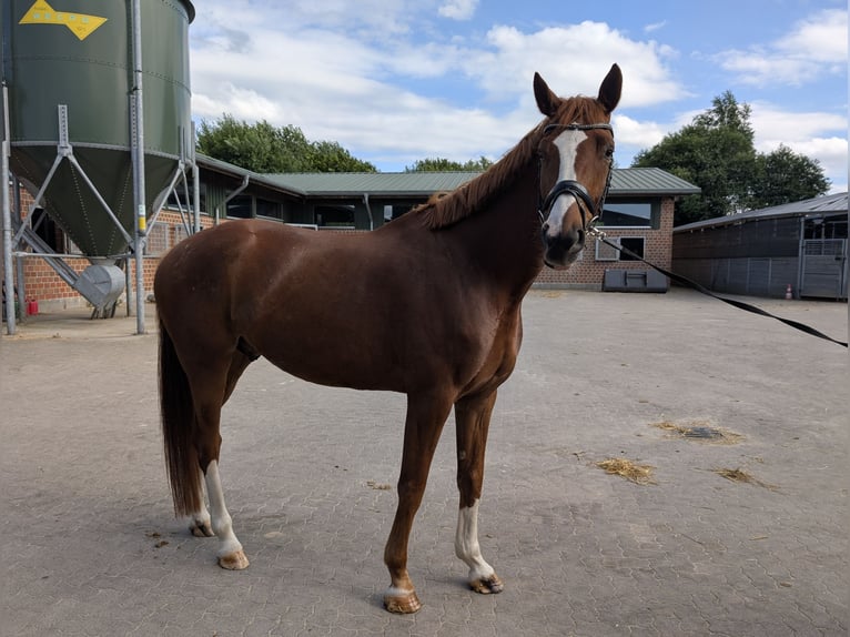 Hannover Castrone 6 Anni 177 cm Sauro scuro in Hamburg Marmstorf