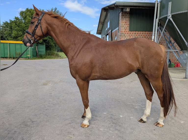 Hannover Castrone 6 Anni 177 cm Sauro scuro in Hamburg Marmstorf