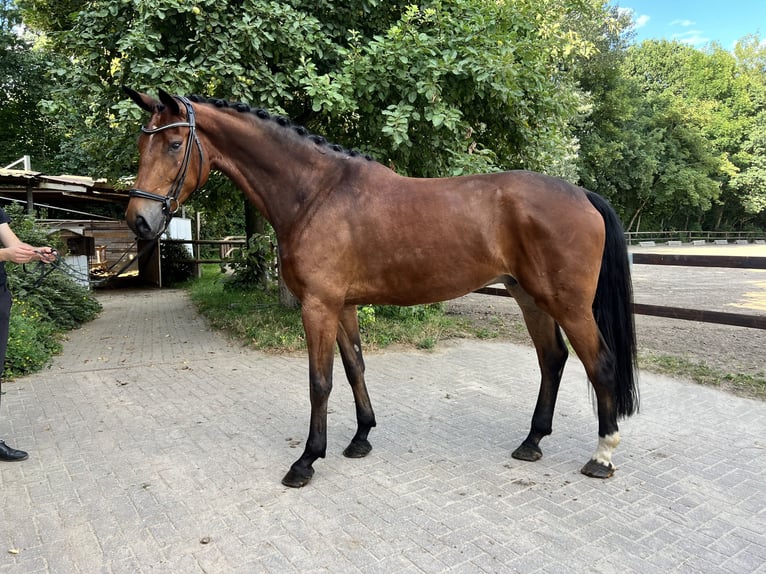 Hannover Castrone 6 Anni 178 cm Baio in Verden (Aller)