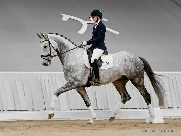 Hannover Castrone 6 Anni 178 cm Baio scuro in Verden