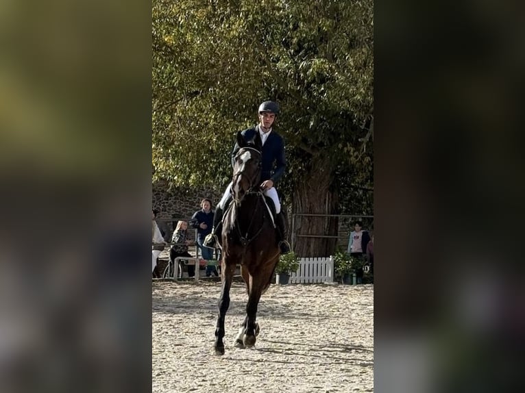 Hannover Castrone 6 Anni 178 cm Baio scuro in Hohe Börde