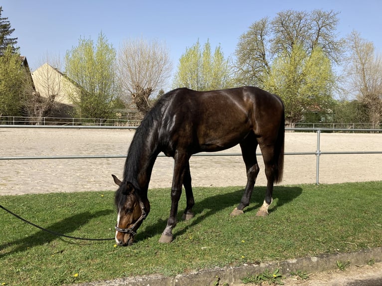 Hannover Castrone 6 Anni 178 cm Baio scuro in Hohe Börde