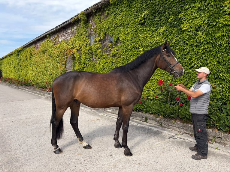 Hannover Castrone 6 Anni 178 cm Baio scuro in Hohe Börde