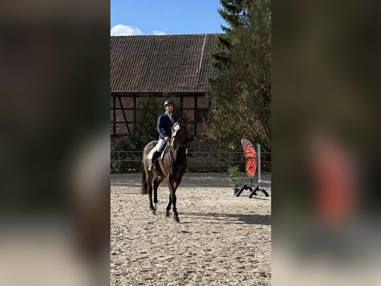 Hannover Castrone 6 Anni 178 cm Baio scuro in Hohe Börde