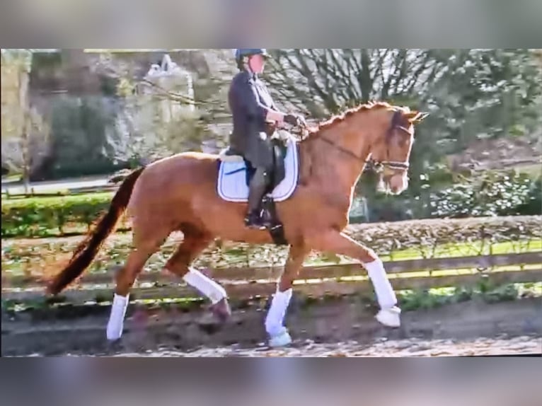 Hannover Castrone 6 Anni 178 cm Sauro in Mellinghausen