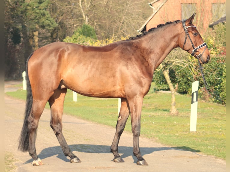 Hannover Castrone 6 Anni 180 cm Baio scuro in Deinstedt