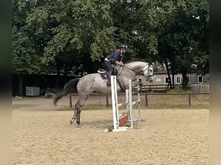 Hannover Castrone 6 Anni 180 cm Grigio in Schneverdingen