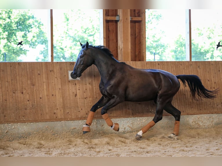 Hannover Castrone 6 Anni 180 cm Morello in Heuchlingen