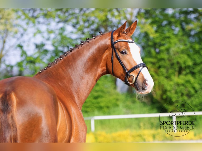 Hannover Castrone 6 Anni 180 cm Sauro scuro in Versmold