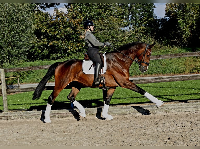 Hannover Castrone 6 Anni 182 cm in Kempen