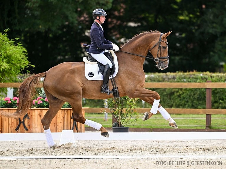 Hannover Castrone 6 Anni 183 cm Sauro in Verden