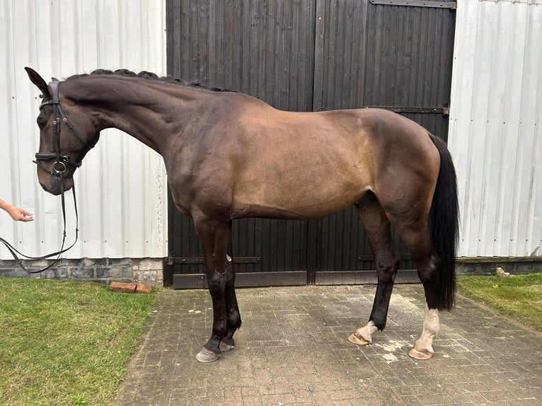 Hannover Castrone 6 Anni 186 cm Baio in Hellwege