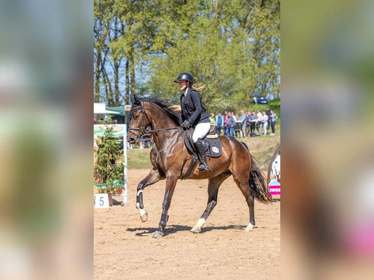 Hannover Castrone 6 Anni Baio in Wächtersbach