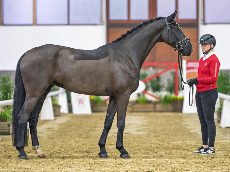 Hannover Castrone 6 Anni Morello in Münster-Handorf