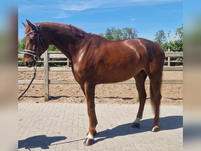 Hannover Castrone 6 Anni Sauro in Den Ham