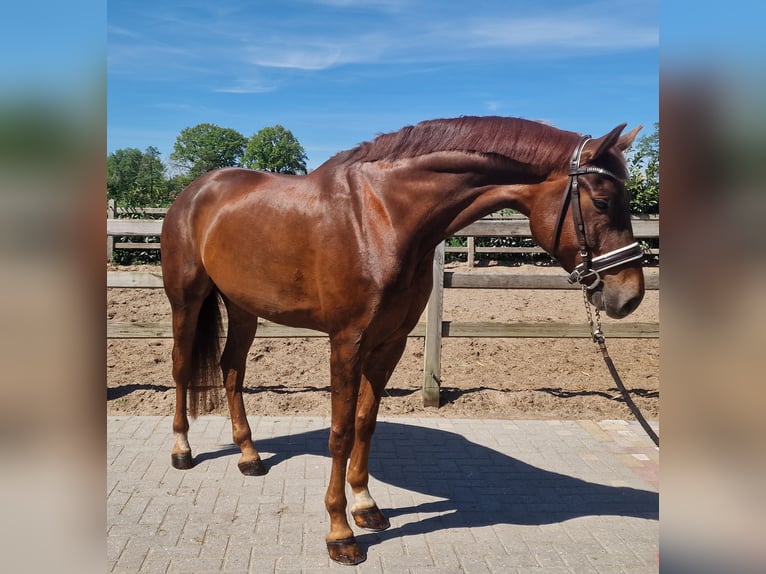 Hannover Castrone 6 Anni Sauro in Den Ham