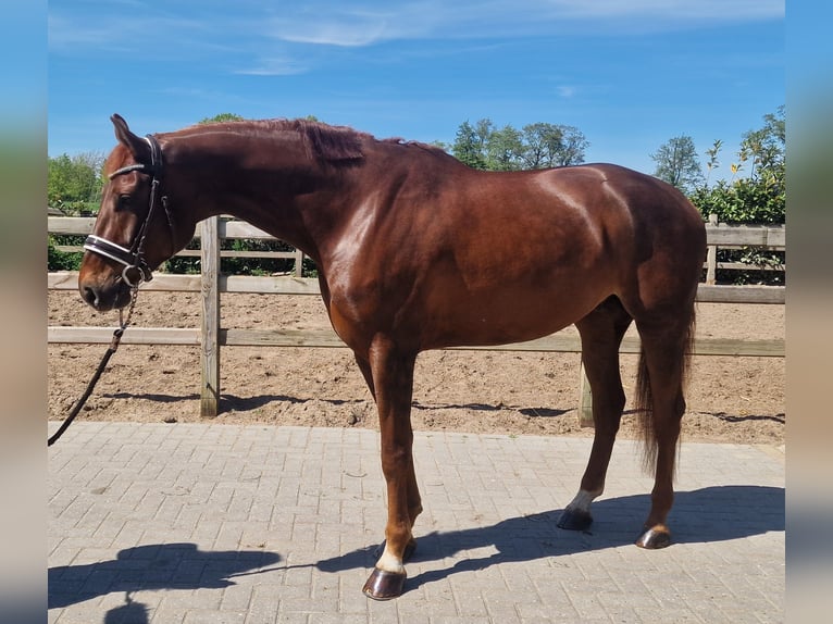 Hannover Castrone 6 Anni Sauro in Den Ham