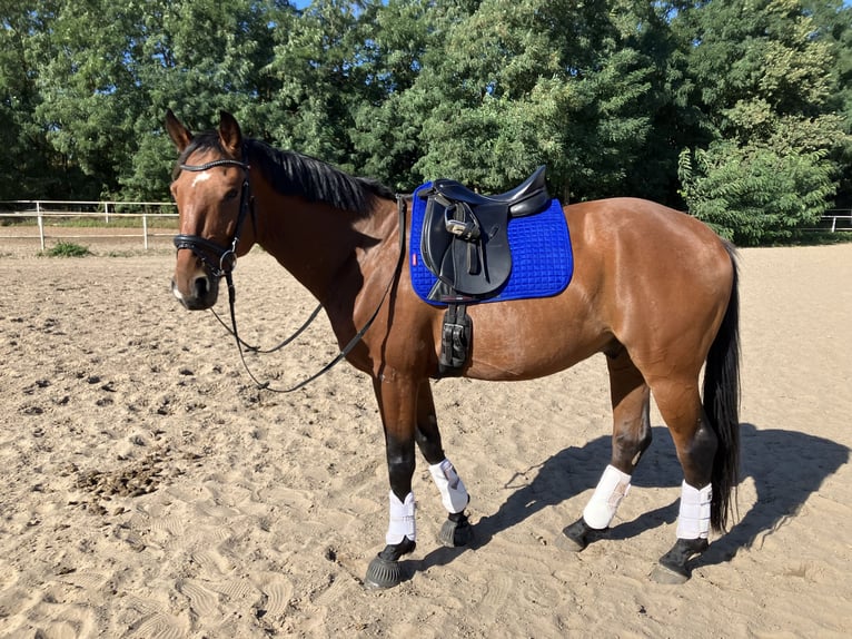 Hannover Castrone 7 Anni 161 cm Baio in Werneuchen